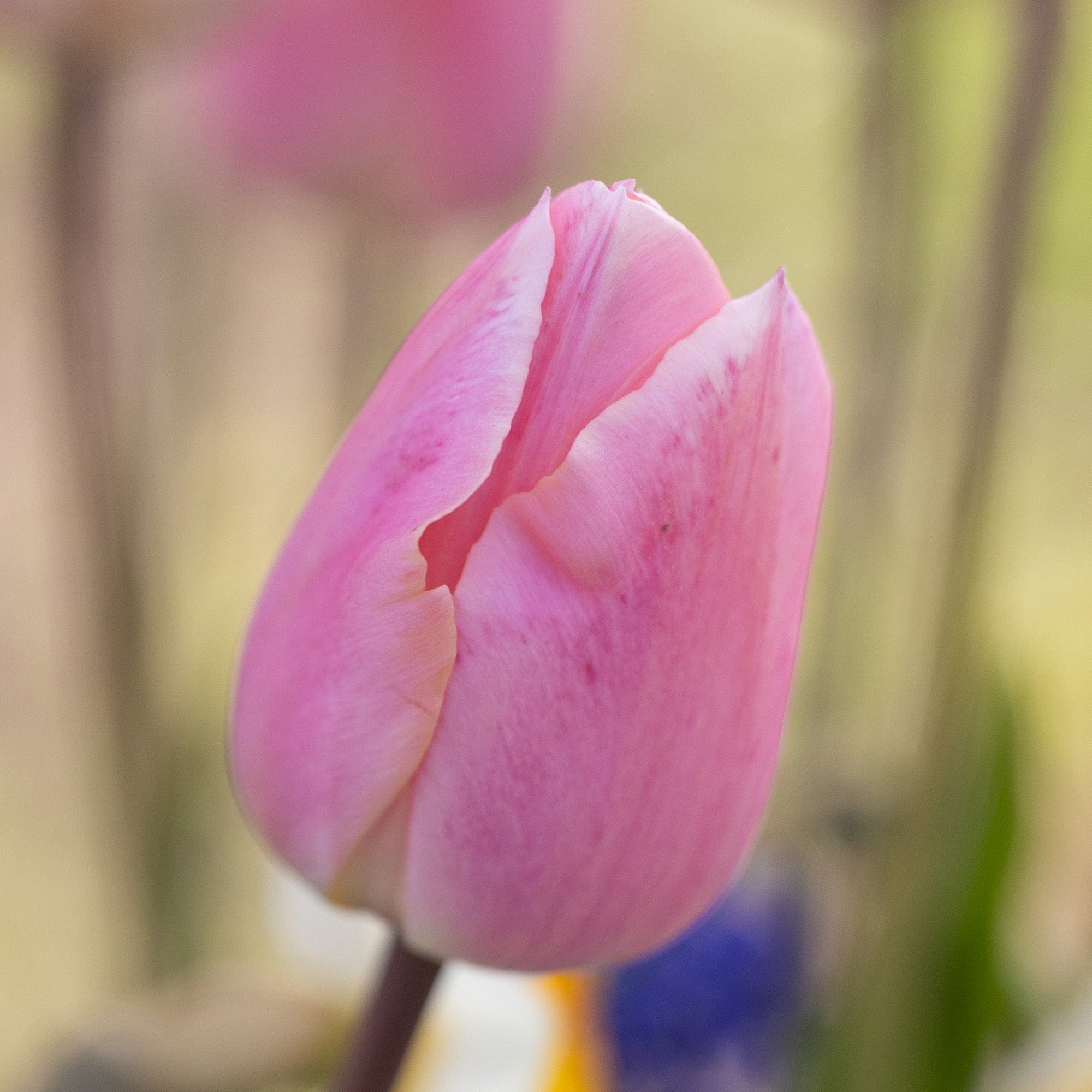 Apricot Blue' - lökblandning